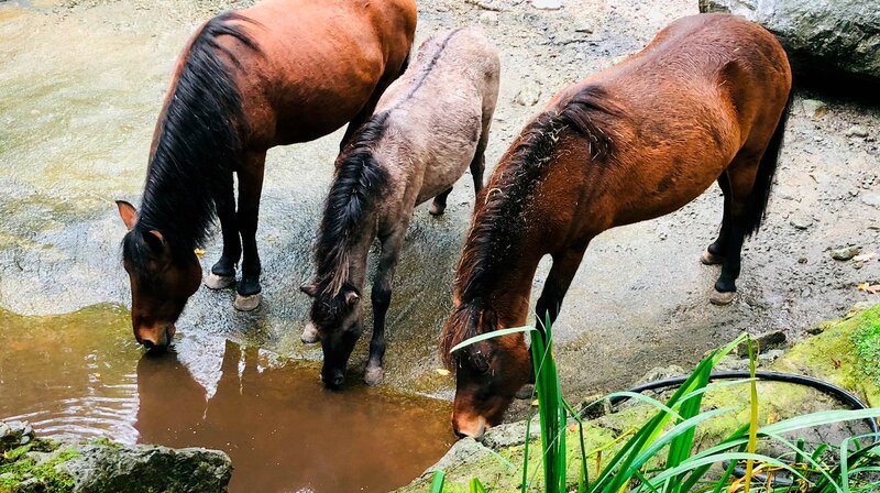 Nach der Reinigung des Teiches im Huftiergehege des Allwetterzoo Münster freuen sich die Tiere über frisches Wasser. – Bild: WDR/​Me works GmbH/​Nils Becker