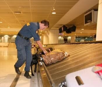 Den Angestellten der Border Security auf dem australischen Kontinent stehen zwar technische Hilfsmittel zur Verfügung, wie zum Beispiel Detektoren und Röntgengeräte, um Gepäck zu durchleuchten und kleinste Partikel von Sprengstoff nachzuweisen, trotzdem ist ein guter Instinkt elementar. Am Flughafen von Melbourne halten sich zahlreiche Einreisenden nämlich nicht an die geltenden Regeln. Verstöße gegen Quarantänebestimmungen, Schmuggel von Bargeld und Drogen oder illegale Einreiseversuche kommen dort recht häufig vor. Um solche Verstöße zu unterbinden, richten die Zöllner ihren geschulten Blick auf alles, was ihnen ungewöhnlich erscheint. – Bild: 2012 Discovery Communications, Inc.