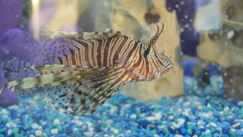 School Bus tank. Lionfish. – Bild: Animal Planet /​ Photobank 31356_ep207_005.jpg /​ Discovery Communications
