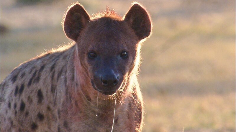 Hyäne – Bild: RTL /​ © 2021 LION MOUNTAIN MEDIA (Pty) Ltd
