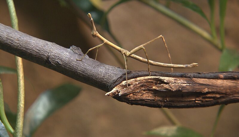 Pferdekopf-Heuschrecke im Insektarium des Zoo Berlin. – Bild: rbb/​Dokfilm