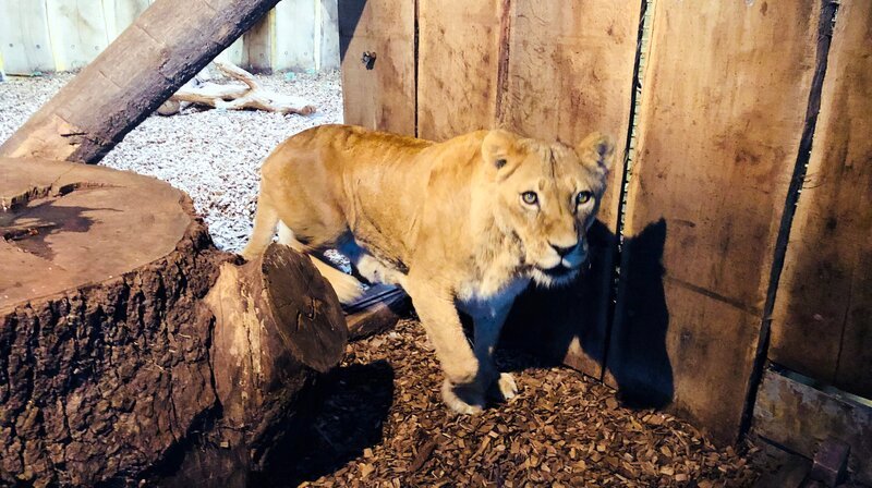 Löwin aus dem Allwetterzoo Münster. Heute gibt es eine besondere Futterüberraschung für die Großkatzen. – Bild: WDR/​Me works GmbH/​Nils Becker