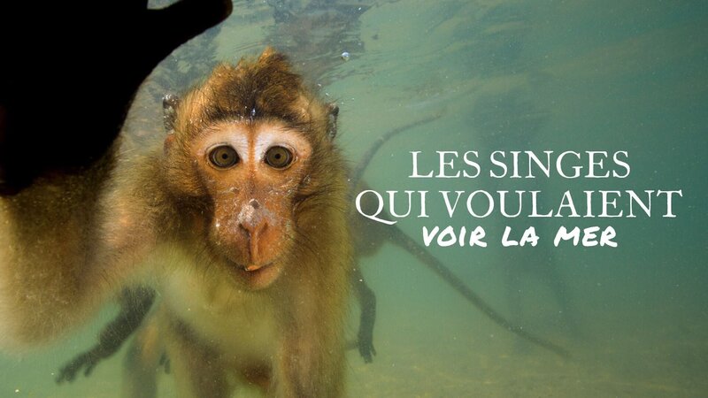 Affen in Thailand – Bild: Arte