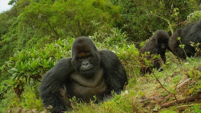 Volcanoes National Park, Rwanda – Silverback Gorilla named Gicurasi amongst his group. – Bild: John Shiers /​ National Geographic