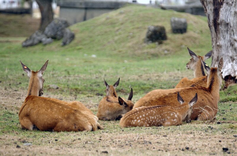 Obwohl die Maori in Neuseeland schon immer gejagt haben, wurden die meisten Tierarten, die es heute dort gibt, bereits im 19. Jahrhundert importiert. – Bild: ARTE F /​ Elephant Doc