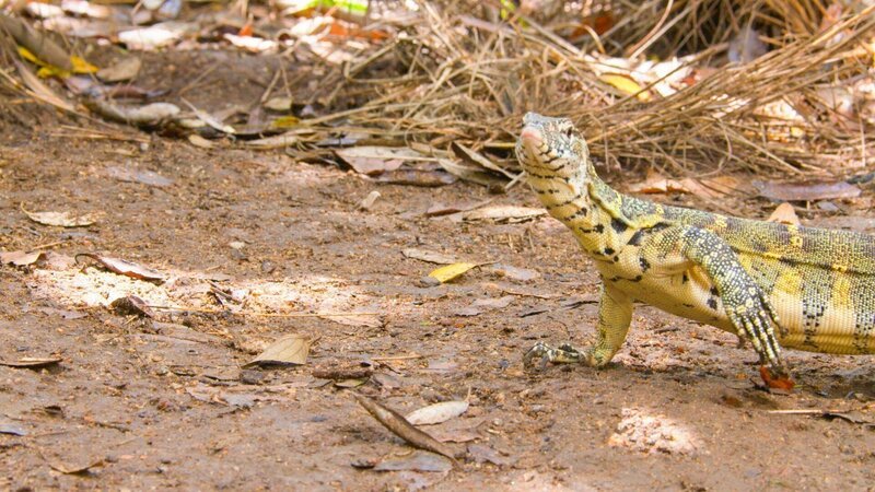 Waran – Bild: RTL /​ © 2021 LION MOUNTAIN MEDIA (Pty) Ltd