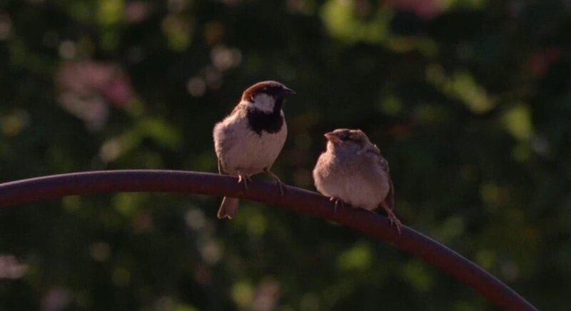 Altvogel und Jungspatz. – Bild: Jürgen Eichinger /​ BR