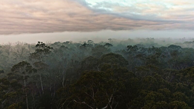 Naturschutzgebiet Danum Valley – Bild: 2021 Screen Australia, Ronde Pty Ltd, Create NSW, National Indigenous Television and Screen Territory /​ THE HISTORY CHANNEL