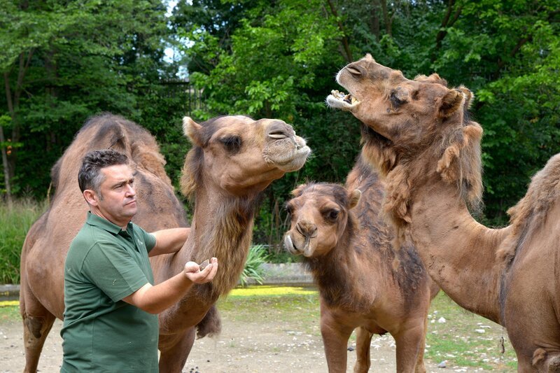 Pfleger Mario Barabasz bei den Dromedaren im Zoo Berlin. – Bild: Thomas Ernst /​ BR, rbb
