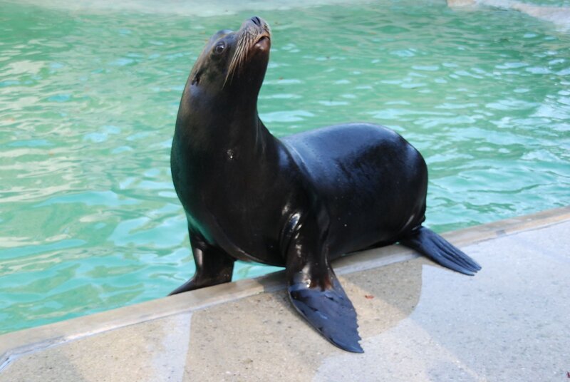 Seelöwin Molly ist total aufgeregt. – Bild: BR/​Jens-Uwe Heins