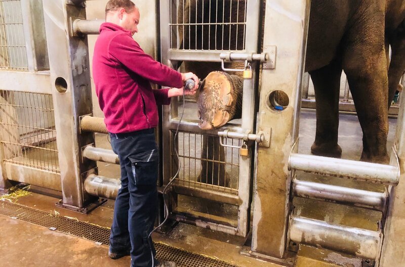 Elefantenbulle Alexander aus dem Allwetterzoo Münster bekommt eine Fußpflege mit einem Winkelschleifer. Schwerstarbeit für Tierpfleger Michi. – Bild: WDR/​Me works GmbH