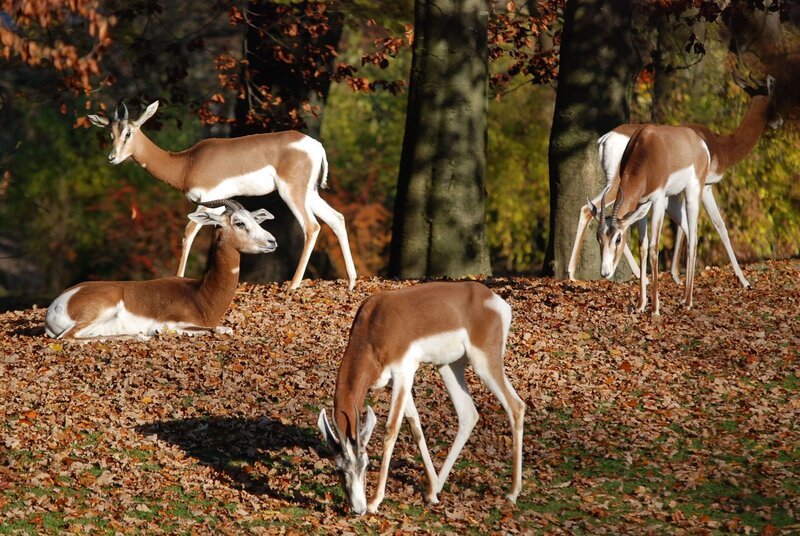 Seltene Mhorrgazellen werden in Hellabrunn gezüchtet. – Bild: BR/​Jens-Uwe Heins