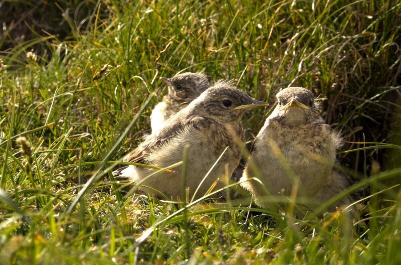 Junge Steinschmätzer warten vor dem Eingang ihrer Höhle auf die Fütterung. – Bild: NDR/​Doclights GmbH/​Flying Pangolin Film/​Michael Riegler