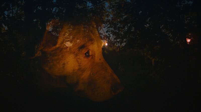 Dreaming Dogs – Bild: rbb/​Raumzeitfilm/​ITWORKS Medien