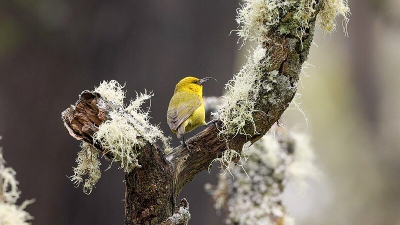 Einer der seltensten Kleidervögel ist der Sichelkleidervogel im Hakalau Forrest Reserve auf Big Island. – Bild: ORF/​Doclights GmbH/​NDR Naturfilm/​Dubhan Clark