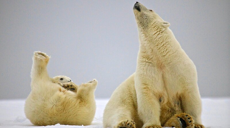 Zeit für eine Siesta: diese halbwüchsigen Eisbären genießen das Leben. – Bild: NDR/​Doclights GmbH/​Uwe Anders