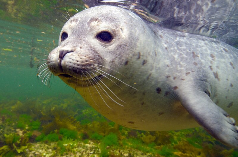 Unabhängig von Alter und Geschlecht haben Robben einen großen Spieltrieb. – Bild: Filmoption International