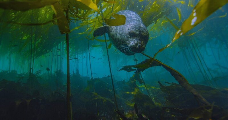 Eine faszinierende Welt der Kelp-Wälder entlang der Olympic Halbinsel sind das Zuhause vieler Tiere, wie dem Seehund. – Bild: NDR/​NDR Naturfilm/​Doclights GmbH