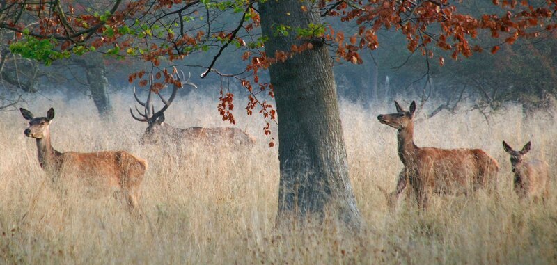 Rothirsche bewohnen den halboffenen Wald von Lille Vildmose – zur Brunftzeit bewacht der Platzhirsch fast ununterbrochen seine Weibchen. – Bild: WDR/​Nautilusfilm/​NDR Naturfilm