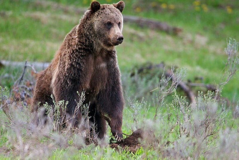 Der Grizzlybär zählt zu den größten Säugetiere im Yellowstone Nationalpark. – Bild: phoenix/​NDR/​Doclights