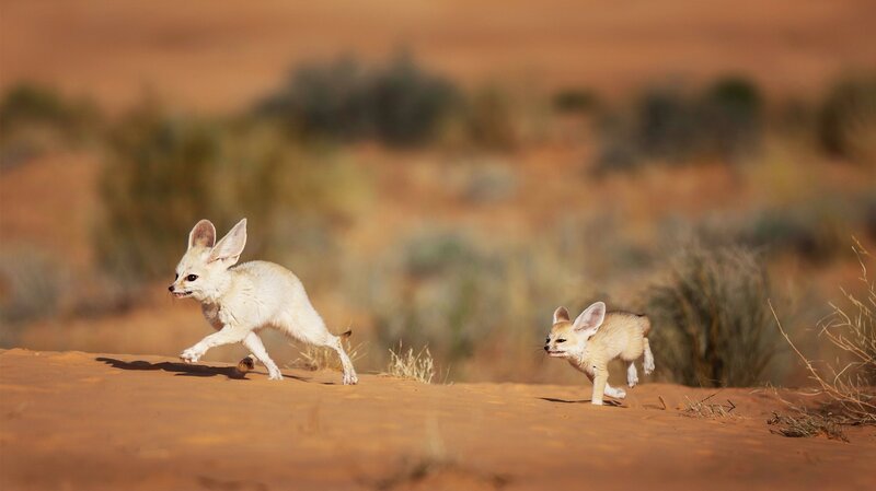 Fennec foxes – Bild: CuriosityStream Inc.