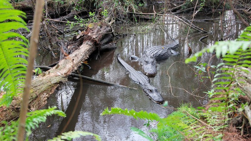 Der Alligator ist das Symbol der Everglades. Der Nationalpark wurde 1947 gegründet, um die stetig schwindenden Feuchtgebiete zwischen Lake Okeechobee, der Küste des Atlantiks und des Golfs von Mexiko zu schützen. – Bild: ZDF und NDR/​NDR Naturfilm/​Doclights GmbH
