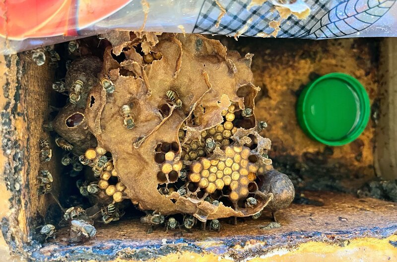 Die Melipona-Biene baut keine Waben, sondern kugelige Honigtöpfe in dunklen Höhlenstrukturen. – Bild: doc.station/​Jessica Szczakiel