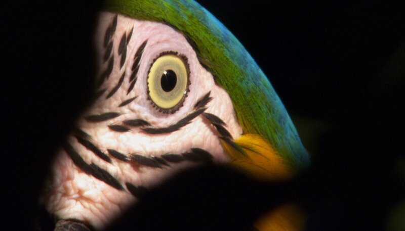 Der Ararauna hat einen besonderen Trick, die Abwehrmechanismen der Regenwald-Pflanzen zu umgehen. Er frisst Lehmbröckchen, um mit den darin enthaltenen Mineralien aufgenommene Pflanzengifte zu neutralisieren. – Bild: „Bild: NDR/​NDR Naturfilm un