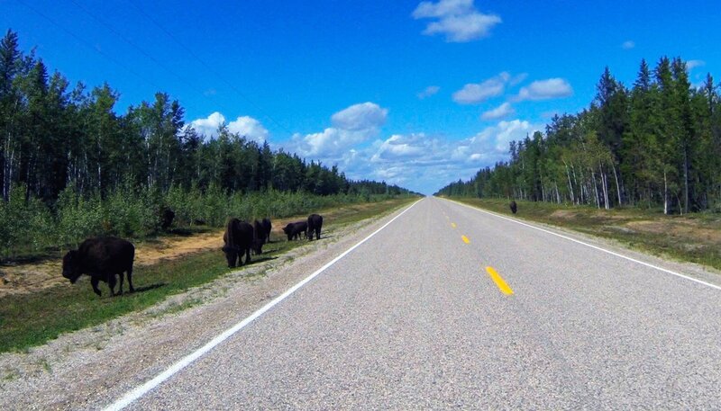 Highway mit Bisons. – Bild: SR/​Stephan Duefel