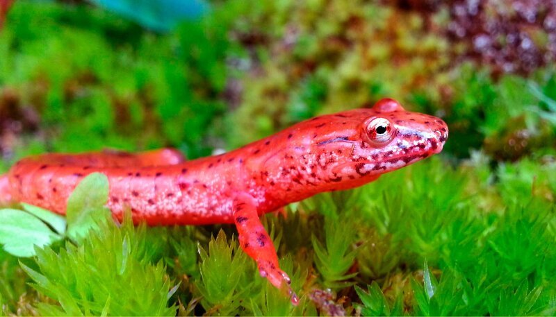 Die Great Smoky Mountains sind ein Paradies für Salamander. Der Porphyrsalamander ist nur eine der über 30 Arten im Nationalpark. – Bild: NDR/​Doclights GmbH