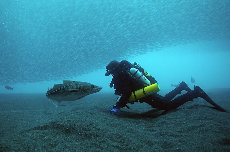 Stelldichein der Lodden vor Neufundland – Bild: ARTE /​ Didier Noirot