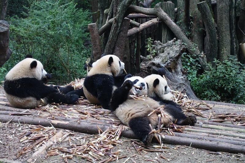 Pandas verschlingen Unmengen Bambussprossen. Am liebsten liegen sie dabei auf dem Rücken. – Bild: BR/​TEXT + BILD Medienproduktion GmbH & Co. KG