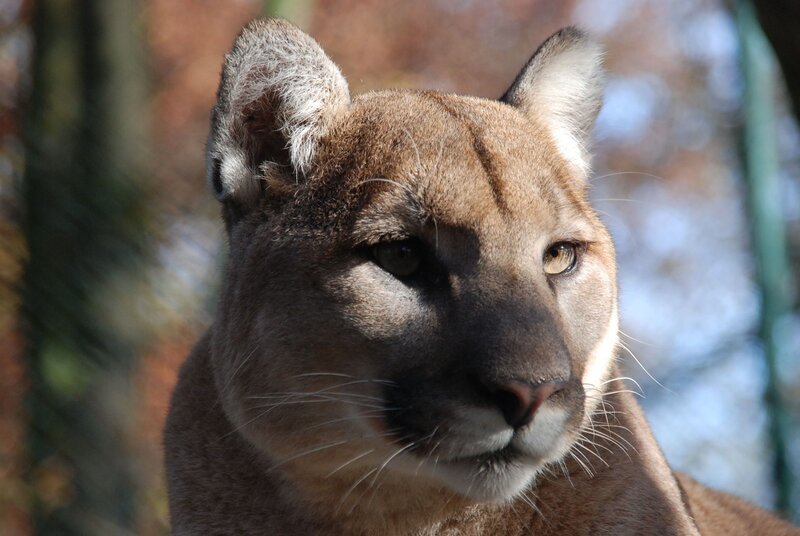 Puma Chato wartet auf seine neue Mitbewohnerin. – Bild: BR/​Jens-Uwe Heins