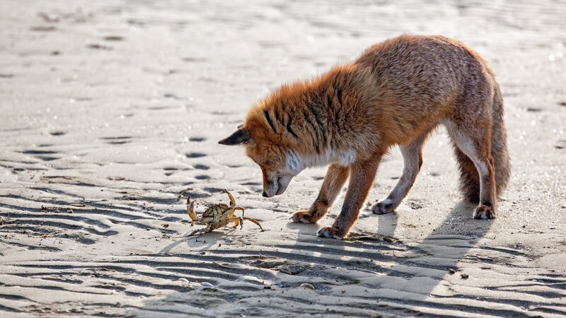 Fuchs am Strand von Venedig. – Bild: ZDF und ORF/​Epo Film
