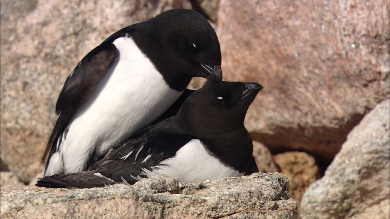 Krabbentaucher nisten in riesigen Kolonien an Grönlands Küste. Die Paare bleiben sich lebenslang treu. – Bild: 3sat