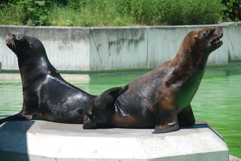 Alarm bei den Mähnenrobben. – Bild: BR/​Jens-Uwe Heins/​Jens-Uwe Heins