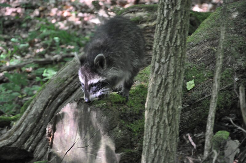 Ein kleiner Waschbär im Habichtswald. – Bild: BR/​Christoph Grosse
