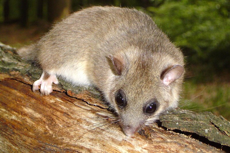 Das Siebenschläfer-Weibchen. – Bild: BR/​Markus Schmidbauer