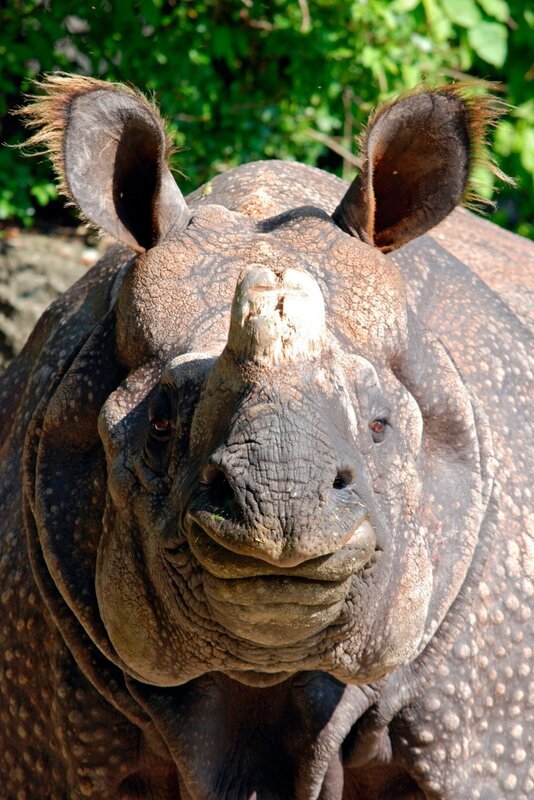Bei Panzernashorn Rapti platzt der Panzer aus allen Nähten. Weiteres Bildmaterial finden Sie unter www.br-foto.de – Bild: BR/​Jens-Uwe Heins