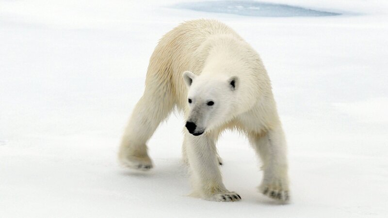 Ein junger Eisbär greift an – Bild: ZDF und BR/Kai Schubert Ein junger Eisbär greift an – Bild: ZDF und BR/Kai Schubert