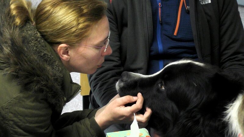 Der Landseer „Bolle“ ist wegen Rückenproblemen in der Tierklinik Lüneburg – Bild: VOX /​ Fandango