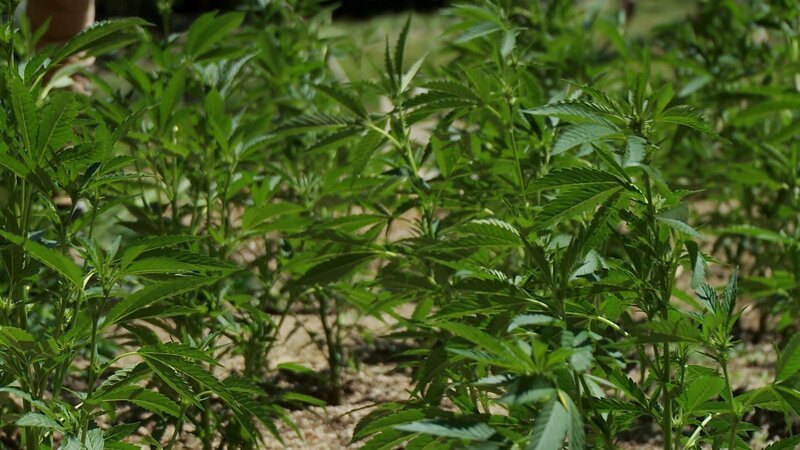 Bild: PLURIMEDIA (National Geographic Channels /​ Tom Watson)