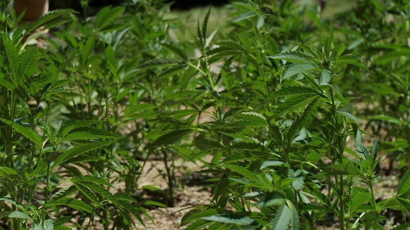 Bild: PLURIMEDIA (National Geographic Channels /​ Tom Watson)