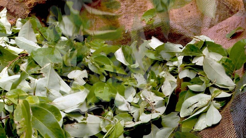 Kokablätter – Bild: PLURIMEDIA