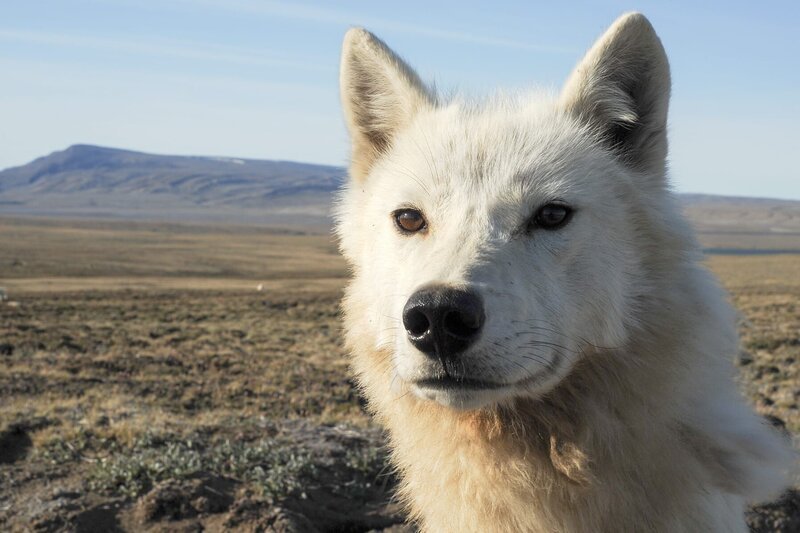 Wölfe sind von Natur aus neugierig. – Bild: Joosep Matjus /​ NDR