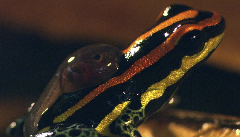 Der Baumsteigerfrosch warnt mit Signalfarben vor seinem tödlichen Hautgift. Um ihre Kaulquappen kümmern sich die Eltern rührend: Huckepack geht es zur nächsten Brutstätte. – Bild: ZDF und NDR/​NDR Naturfilm und Light & Sh