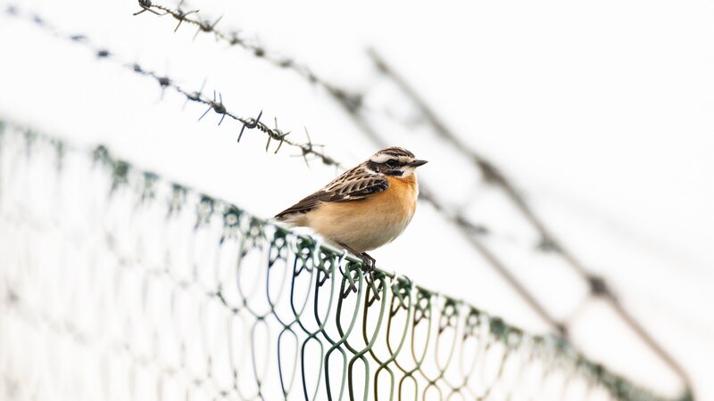 Braunkehlchen, Kiebitz & Kaiseradler – Bild: ZDF und ORF/​PKM Fimproduktion/​Leander Khil