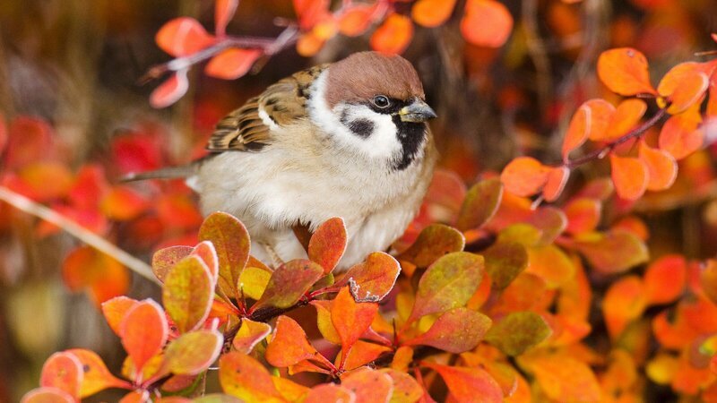 Feldsperling. – Bild: ZDF und ORF/​PKM Film/​Leander Khil