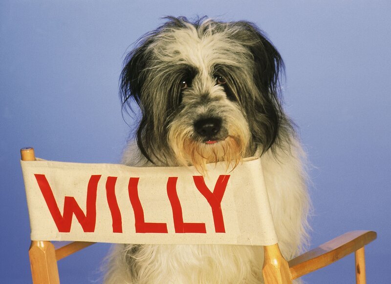 Willy, der Zottelhund mit bewegter Vergangenheit, wohnt neben der Autobahn-Raststätte, zwischen einem Stapel alter Autoreifen. Die Abfälle Vorbeifahrenden füllen seinen Hundemagen. Daß Weihnachten näherrückt, ist ihm vorerst schnuppe … – Bild: RTPL /​ RTL