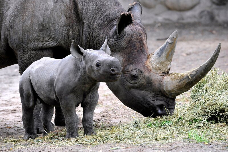 ARD/​rbb ZOOBABIES (14), „Geschichten aus dem Zoo Berlin und dem Tierpark Berlin“, am Samstag um 10:30 Uhr im ERSTEN. Das zwölf Tage alte Spitzmaulnashorn Akili ist zum ersten Mal auf die Außenanlage des Zoos Berlin. – Bild: rbb/​Thomas Ernst